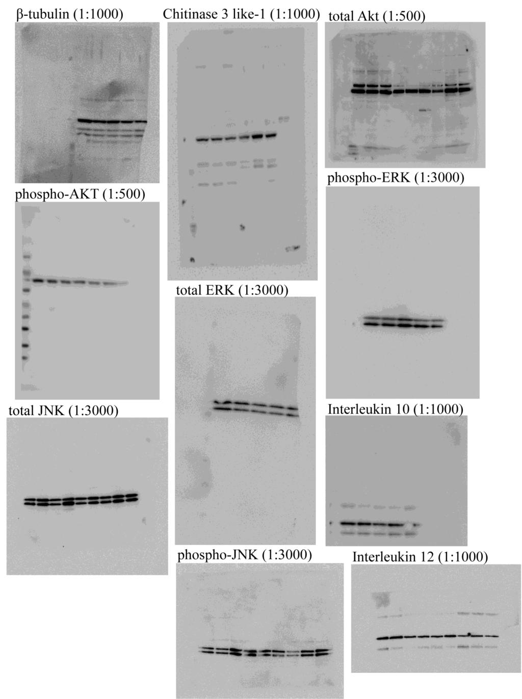 Supplementary Figure 10: Un-cropped Western blots for all antibodies (with