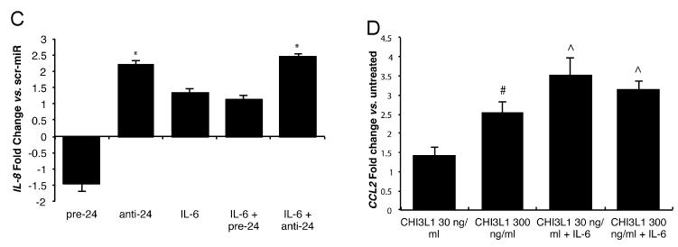 Supplementary Figure 3: (A) Chi3l1 expression in interleukin-6 (IL-6)-stimulated (12 or 24 h) and mir-24-modulated peritoneal macrophages.