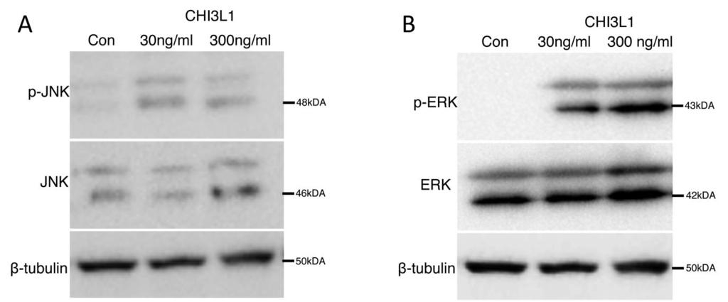 Supplementary Figure 4: E (A) Protein expression of total JNK (JNK) and phospho-jnk (p-jnk) in low-dose (30ng/ml) and high dose (300ng/ml) CHI3L1