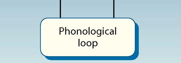 executive mechanism The phonological loop