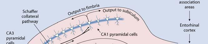 Long-term potentiation and the hippocampus (1/4) Three major excitatory neural components of the hippocampus