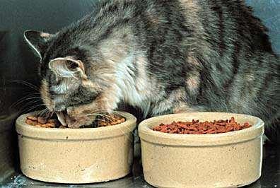 Do high CHO diets cause diabetes mellitus? > 75 millions cats in U.S.