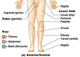 Anterior body