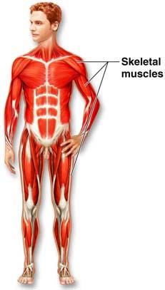 Organ System Overview Muscular Produces movement Maintains