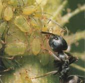 stylets Aphid