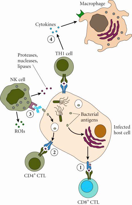 Mechanisms of Immunity to