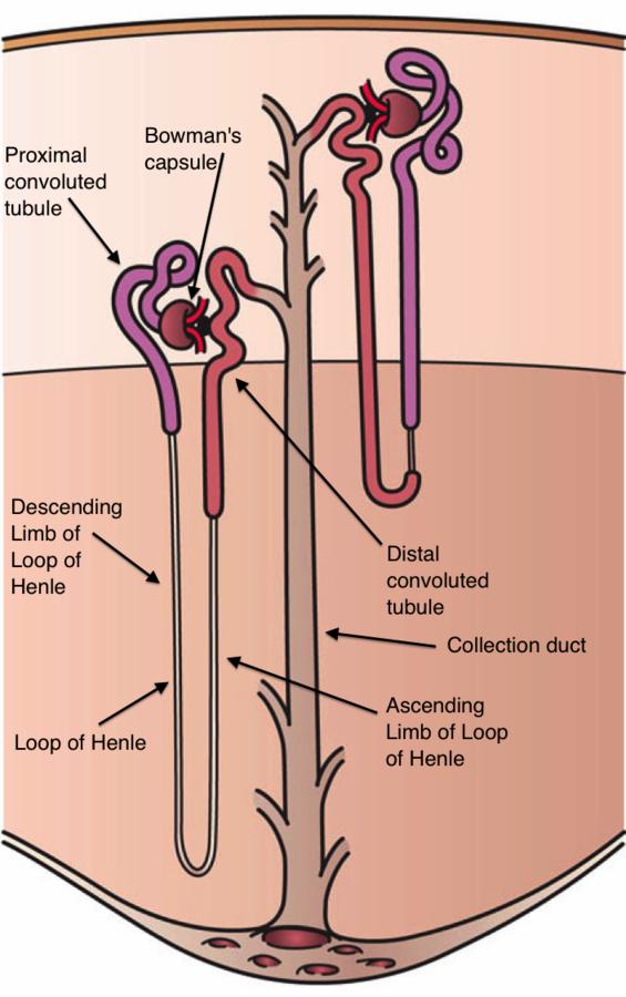 Page 10.3 The functional units of the kidneys are the nephrons.