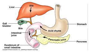 Liver and Gallbladder - The liver produces bile, which is stored in the