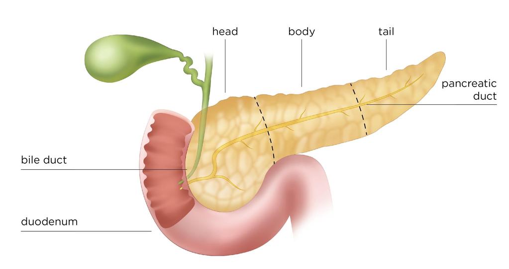 Pancreas - Exocrine gland that lies behind the stomach - Pancreatic islets (of Langerhans) : secrete hormones glucagon and insulin into the blood - Produces