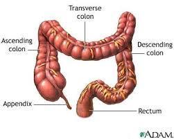 The Large Intestine - The main part is the colon, which is twice as wide as the small intestine.