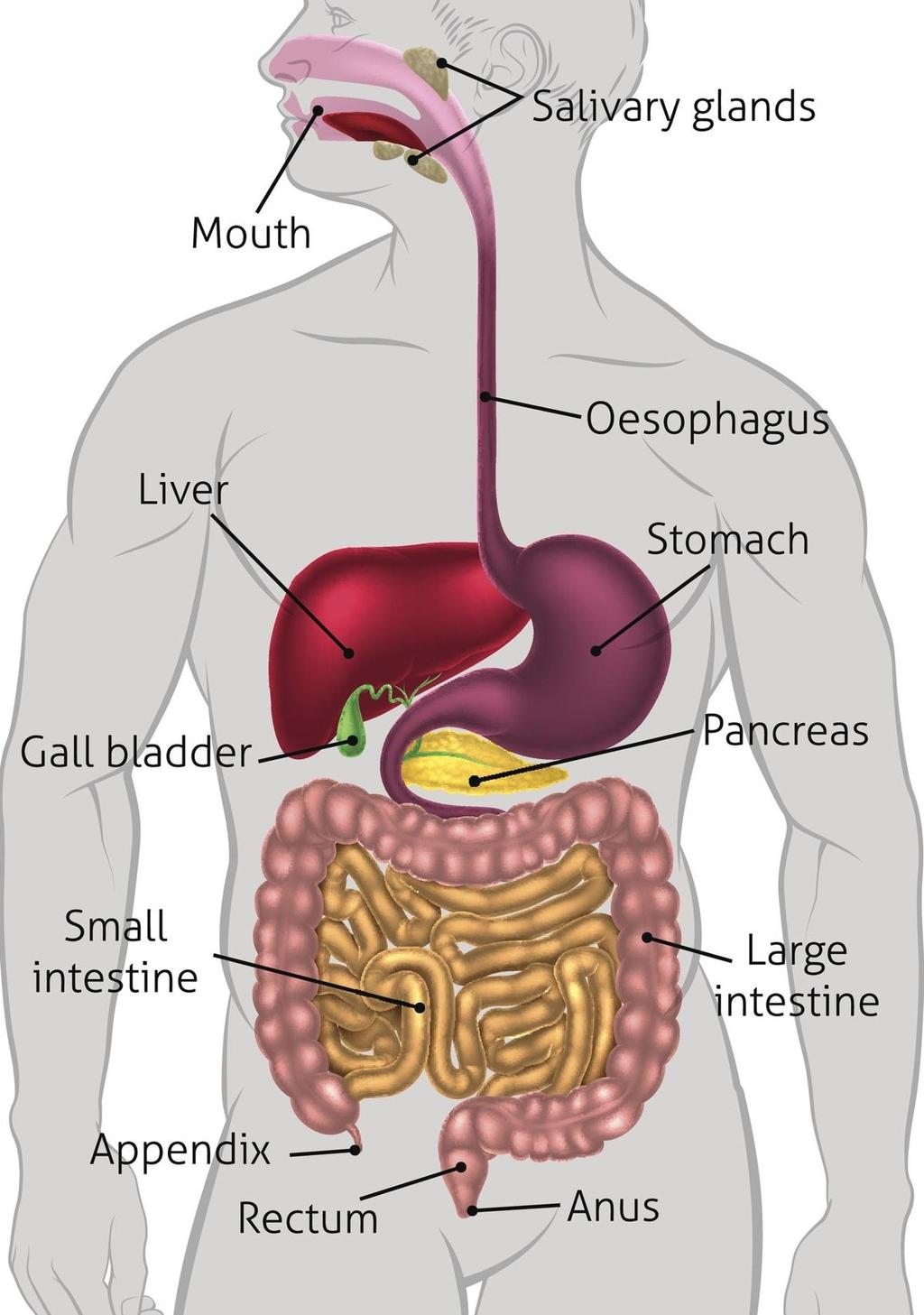 Importance of the Digestive System/Function - Function: ensure proper digestion and absorption of nutrients Food are made up of complex