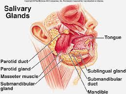 Salivary Glands -Saliva: 1. Serous type: watery and contains enzymes (salivary amylase) 2.