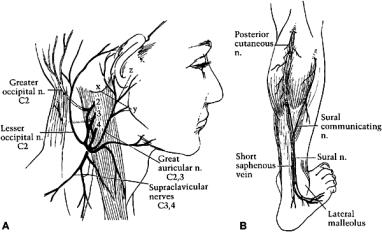 Slide 19 Slide 20 Sural Nerve Antebrachial Cutaneous Nerve Cervical
