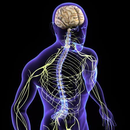 Spinal nerves Aygul Shafigullina
