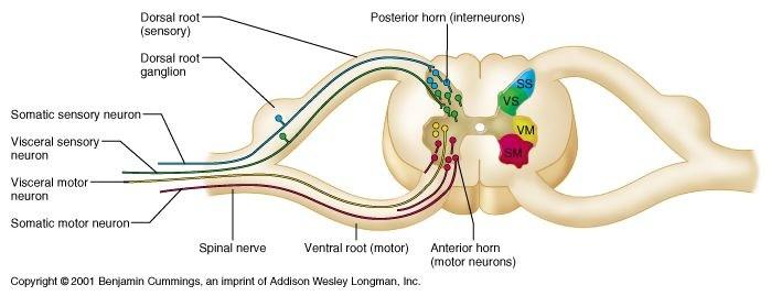 Spinal nerve Nature of spinal nerve: - Afferent -