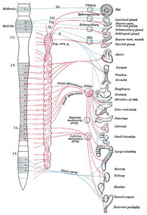 Branches of spinal nerve White ramus communicant (15 pairs = 15 segments C8-L2): - Connects the spinal nerve and the sympathetic chain between C8 and L2,