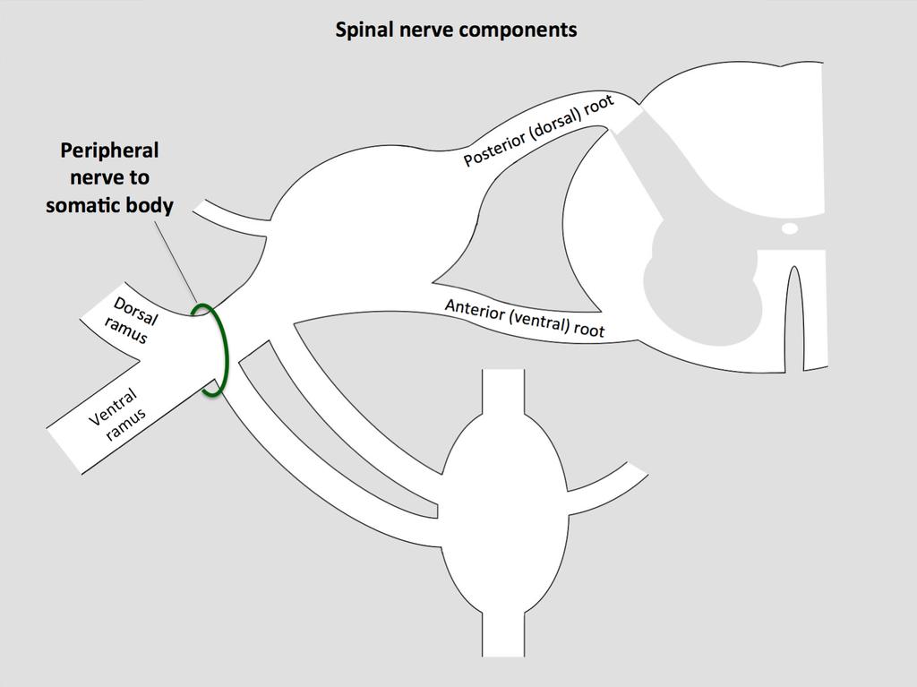 Spinal nerve a mixed nerve, formed in the vicinity of an intervertebral foramen, where