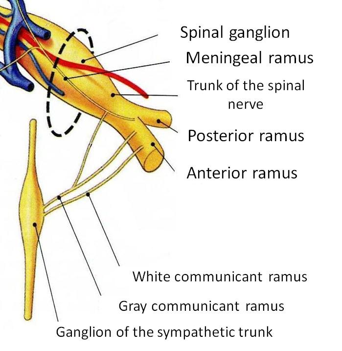 Branches of spinal nerve Anterior (ventral) ramus: Sensory (somatic) Motor