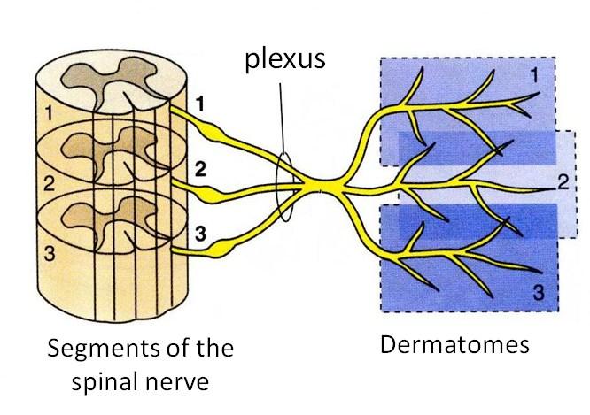 Anterior branch: Metameres only in thoracic regions Form cervical, brachial, lumbarsacral-coccygeal plexuses Development of the extremities development of the plexuses