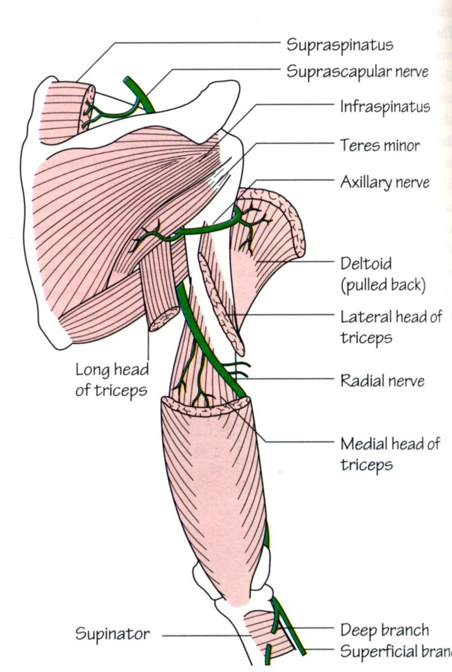 Canalis nervi radialis (canalis humeromusularis) anteriorly humerus posteriorly m.