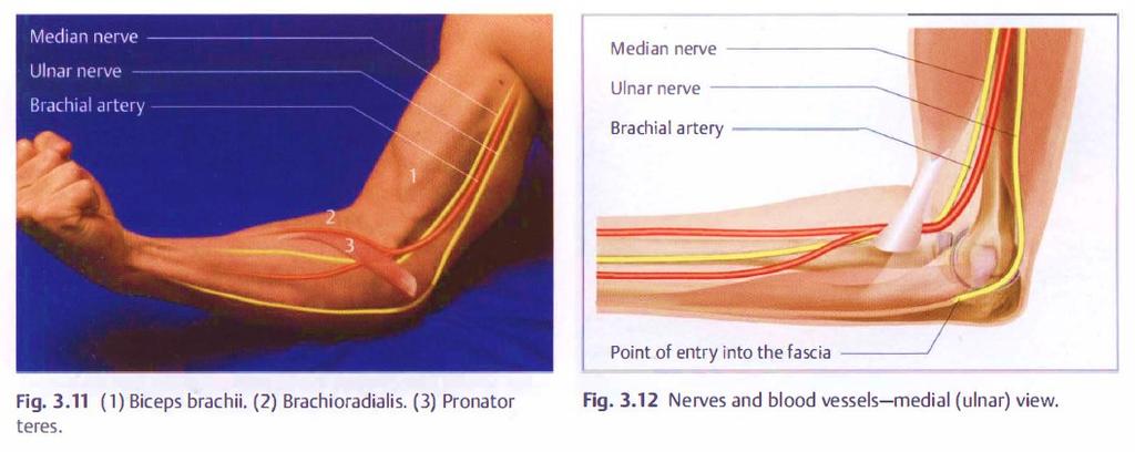 Palpation of anatomic structures The median nerve accompanies the artery until just before the cubital fossa.