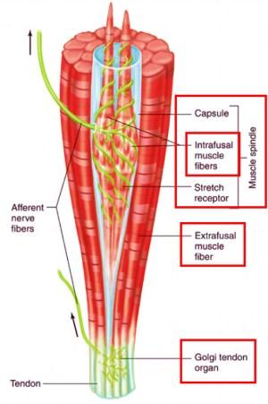 Afferent innervation of muscles 1) Muscle spindle (in stretch reflex) - Intrafusal muscle fibers +stretch receptors+capsule - Stretched intrafusal fibers (muscle belly) - sense muscle length