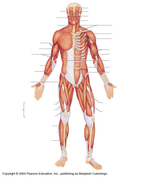 Label the muscles of the