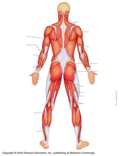 Label the muscles of the posterior side of the body: 1.