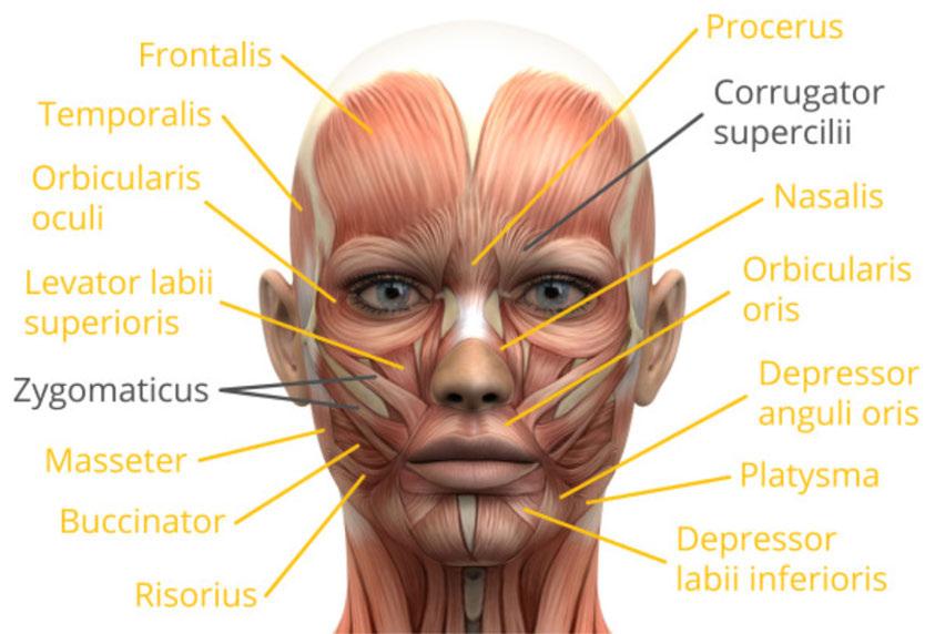 Foundation Techniques Key target areas for Botulinum toxin are dictated by activity lines produced by facial