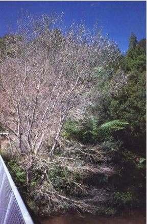 Forest Pathology in New Zealand No. 19 (Second Edition 2007) Poplar anthracnose A.