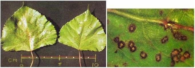 Type of injury Leaf spots which can result in premature defoliation (Fig. 1) and branch and twig lesions, all of which can lead to dieback.
