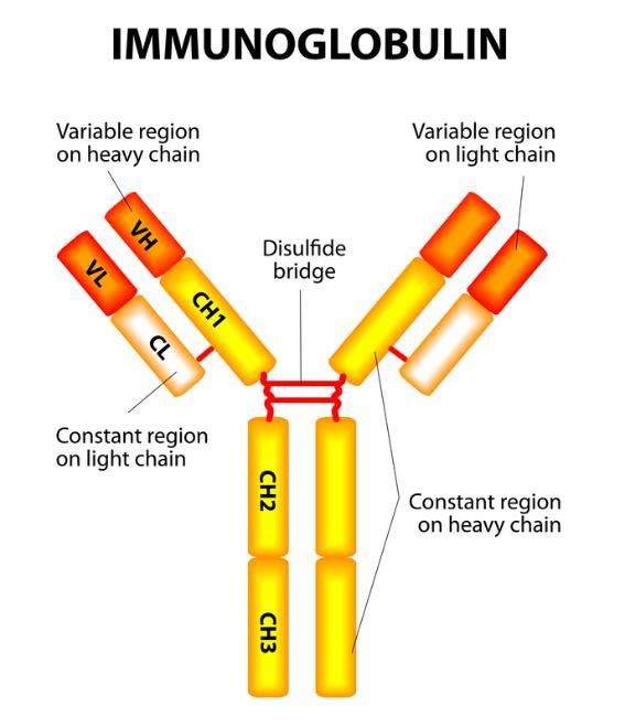Immunoglobulin (Ig) molecule o Two heavy chains and two light chains o Variable region: binds to antigens, highly variable amino acid