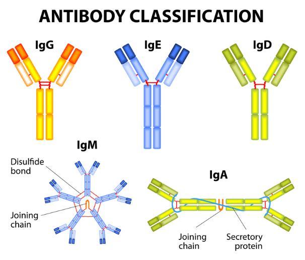 Immunoglobulin classes o IgG: Most common Ig circulating in plasma o IgM: First antibody produced after infection o IgA: