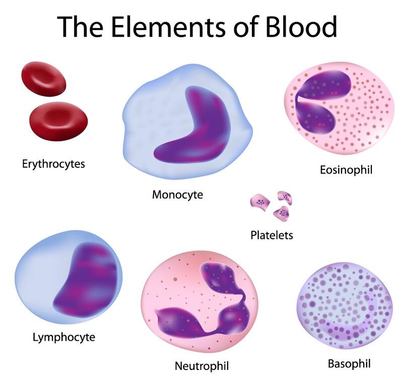 Normal blood cells