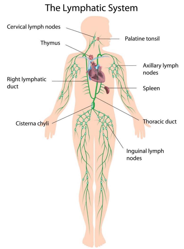 The lymphoid organs Lymphatics Lymph nodes Waldeyer ring (tonsils)