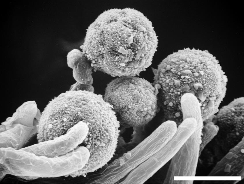 Pollen Morphology in Portulaca and small puncta were generally found in