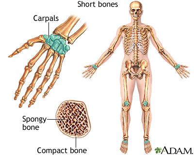 2. Short bones are nearly equal in length and width - Found in