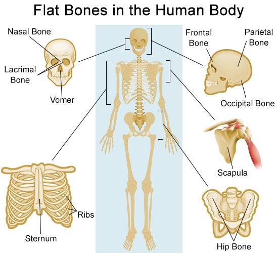 3. Flat bones have flat, thin surfaces that may be curved, which allow muscle attachment