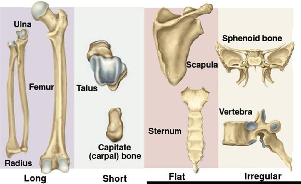 4. Irregular bones are bones that do not fit into any other