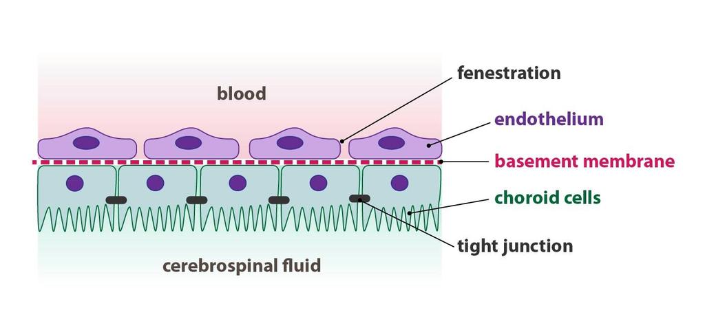 1. Cerebrospinal Fluid 2. Blood-Brain Barrier 3.