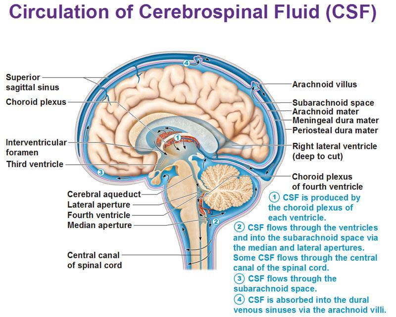 Cerebrospinal Fluid CSF is formed in the choroid plexuses in all the four brain ventricles and they are scattered around.