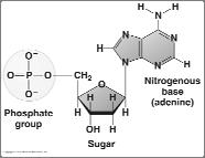Types of macromolecules Carbohydrates Lipids Proteins Nucleic acids Nucleic acids Macromolecules that store information Two types DNA &