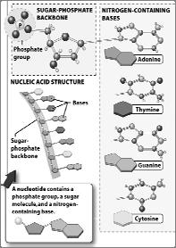 a phosphate group a nitrogenous base Nucleic acids continued Both DNA & RNA have a sugar-phosphate backbone attached to each sugar is
