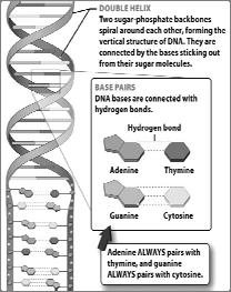 DNA = Deoxyribonucleic acid Holds genetic information to build a whole organism (!