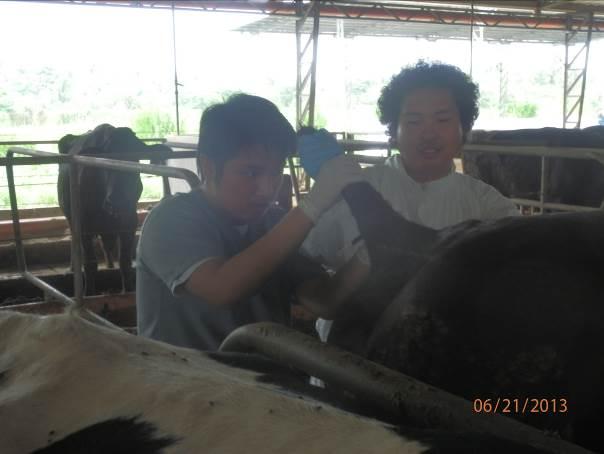 Picture 7. Blood collection in one private cattle farm in Laguna, Philippines. Picture 8.