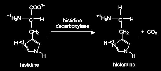 Amino Acid Precursors and Parent Amino Acid Histidine Lysine Tyrosine Tryptophan Serine Methionine Arginine Phenylalanine Aspartic acid Glutamic acid Threonine Cysteine Ornithine Biogenic Amine