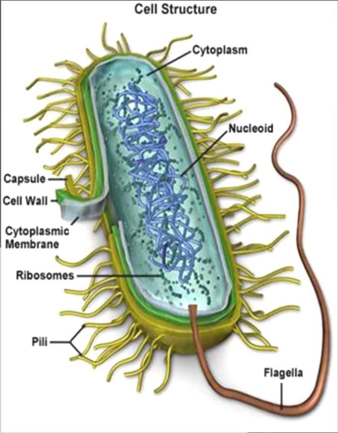 Eubacteria.