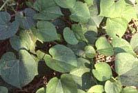 1) Andrographis Paniculata :- An ancient medicinal herb extensively used in ayurvedic medical system.