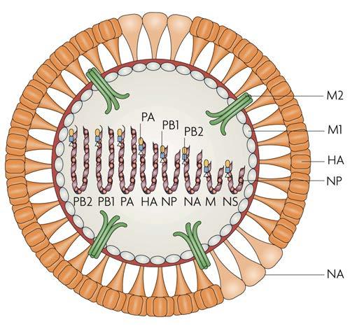 Influenza A Virus Orthomyxovirus Consist of s/s (-) sense RNA 8 segments