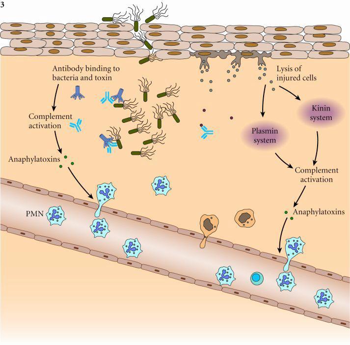 Inflammation at site of invasion Immune System Function and Resistance to Bacterial Infection Immunity to extracellular and intracellular bacteria is dependent on different effector immune cells.